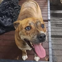 LEONA, chienne à adopter