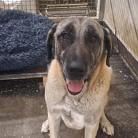 DOUMAN ( pas sté), chien à adopter