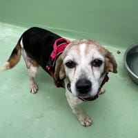 Adélaïde, chienne à adopter