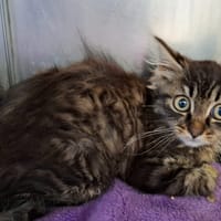 CANDICE, chatte à adopter