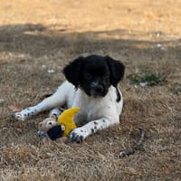 BLACK, chien à adopter