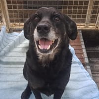 PAGA, chien à adopter