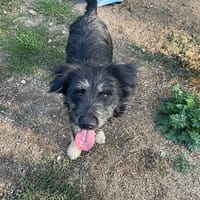 MIRA (Réservé), chienne à adopter