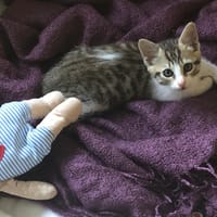 Perle, chatte à adopter