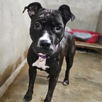 Bella, chienne à adopter