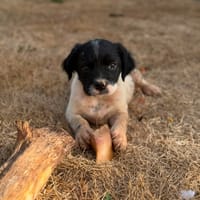 BUCK, chien à adopter