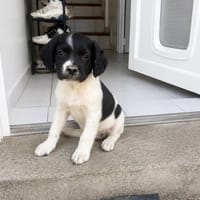 BILL, chien à adopter