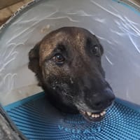 TINA, chienne à adopter