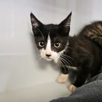 Icare, chat à adopter