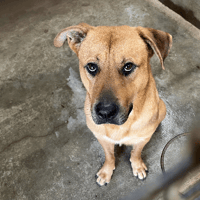tayler, chien à adopter