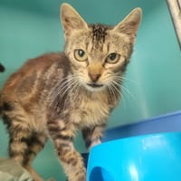 Ours, chat à adopter
