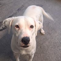 BLANCA, chienne à adopter