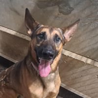 UDJI, chien à adopter