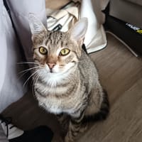 BABACOOL, chatte à adopter