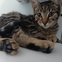 PATACREPE, chat à adopter