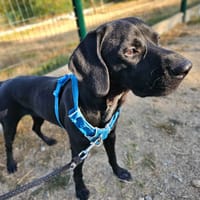 Killy dit aiko, chien à adopter