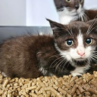 Bao ( RESERVE), chat à adopter