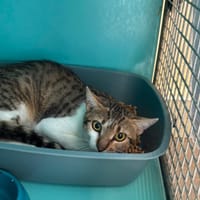 GOSPEL, chat à adopter