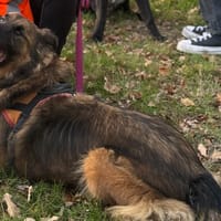 SAM QCN, chien à adopter