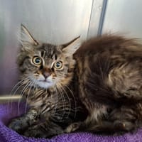 OSLO, chat à adopter