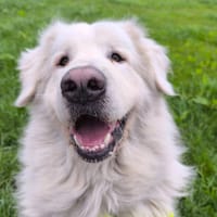 MILO, chien à adopter