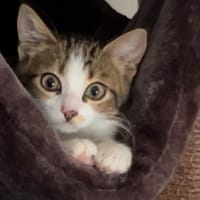 KYLMA, chat à adopter