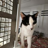 Haribo  ( RESERVE), chat à adopter