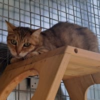 PAPRIKA QCT, chatte à adopter