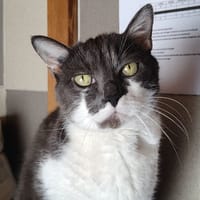 Minji (réservé), chat à adopter