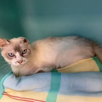 IGLOO, chat à adopter