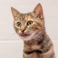 LUFFINE, chatte à adopter