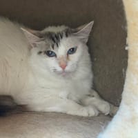 ZENDAYA, chatte à adopter