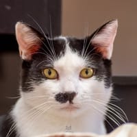 BENNY, chat à adopter