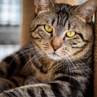 BALI, chat à adopter