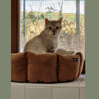 ACHILLE HAB17631, chat à adopter