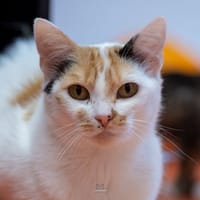 MARYBEL, chatte à adopter