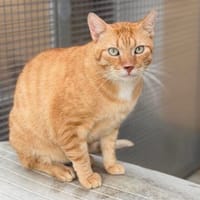 GASTON, chat à adopter