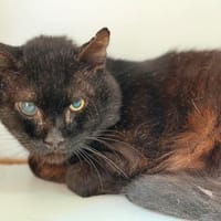 MAKALU, chat à adopter