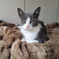 LOIC QCT, chat à adopter