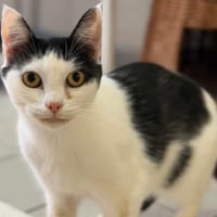 Bichette CAB5212, chatte à adopter