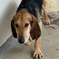 King, chien à adopter