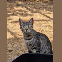NOEMIE HAB17630, chatte à adopter