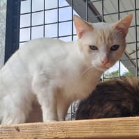 HALLOUMI QCT, chat à adopter