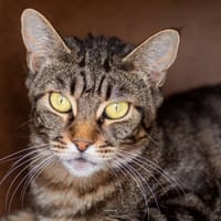 NOISETTE, chatte à adopter
