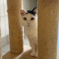 SNOW, chat à adopter