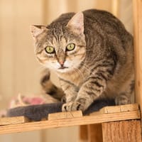 Zoidberg [FIV+], chat à adopter