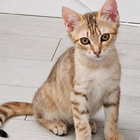 Big Up, chatte à adopter