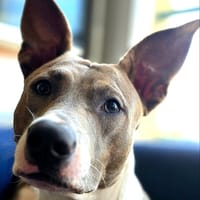 NACHOS, chien à adopter