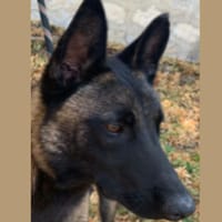 TEXAS, chien à adopter