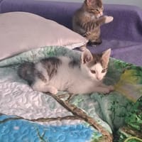 Enzo, kot do adopcji